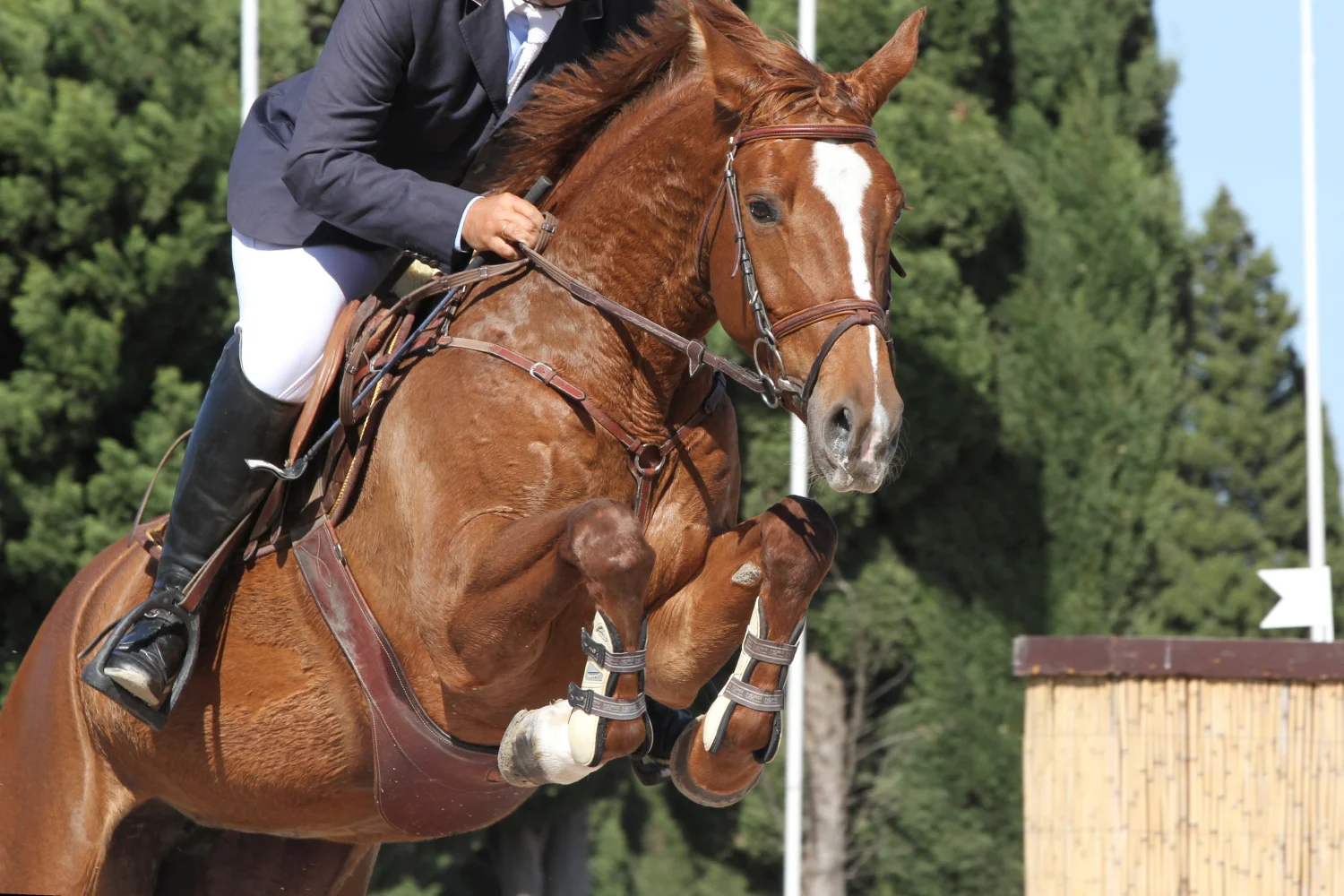 Disziplin Springreiten Ausrüstung für Reiter:in und Pferd