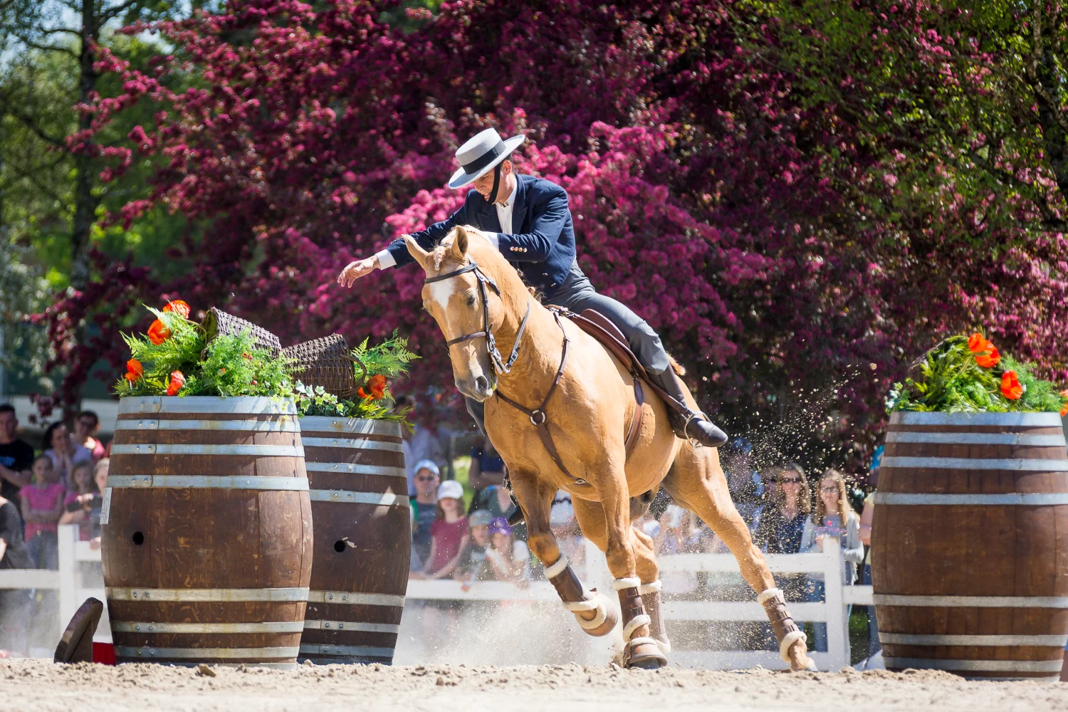 Disziplin Working Equitation Klassen Deutschland und Schweiz