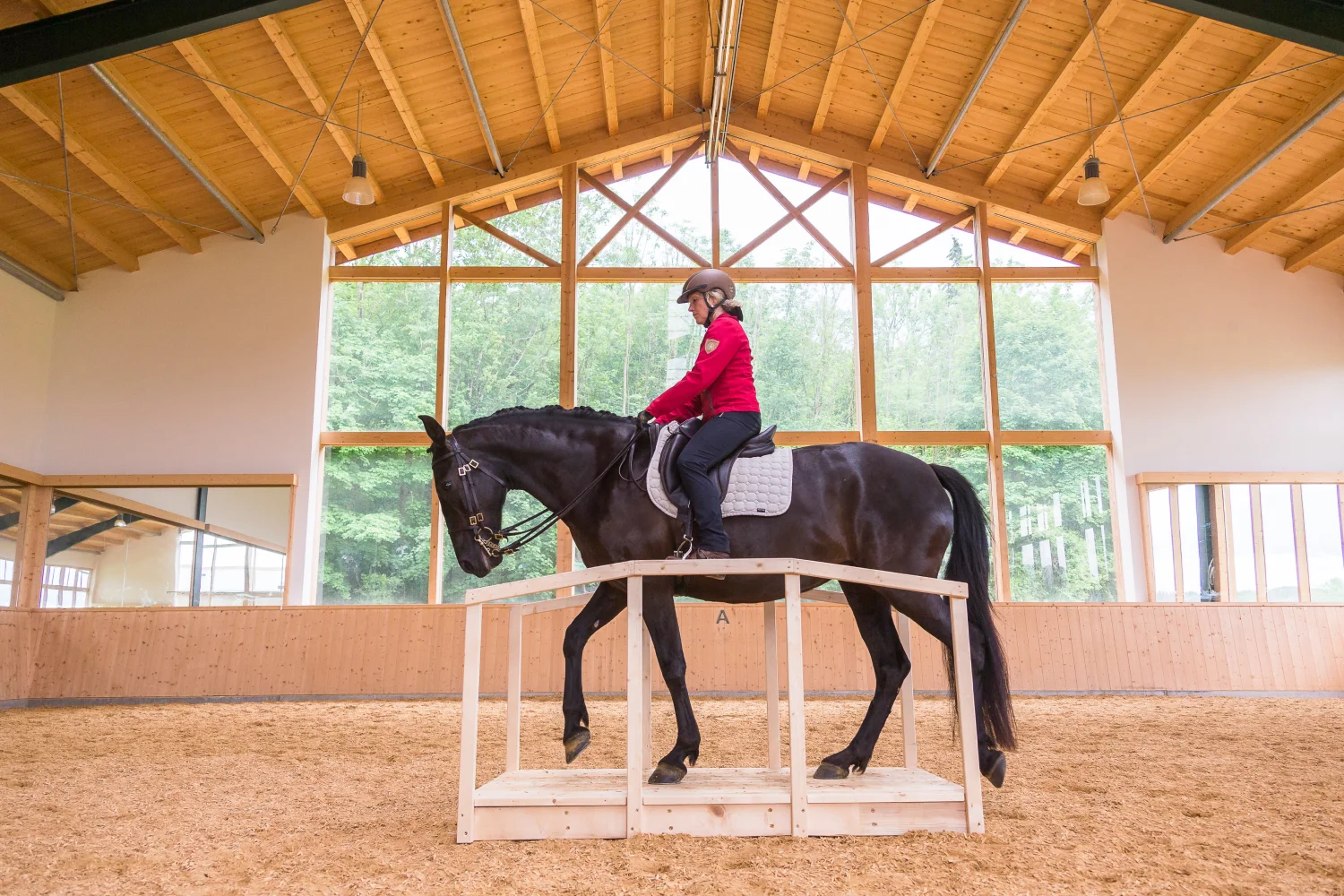 Ziele und Training erfolgreicher Reiter:innen in der Disziplin Working Equitation