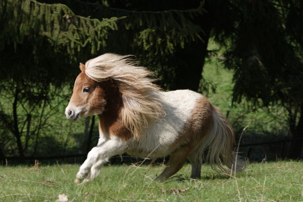 Shetland-Pony Pferderasse | Pferderassen-Lexikon | HorseDeal